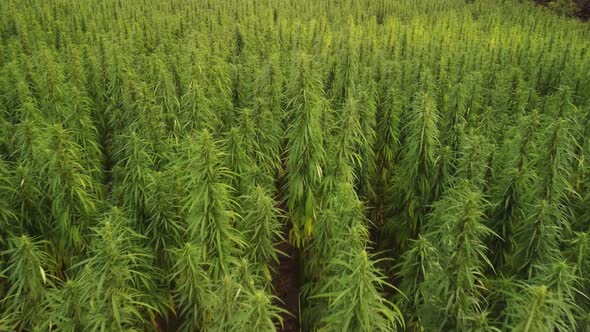 Aerial View of Large Cannabis Marijuana Fields at Sunset