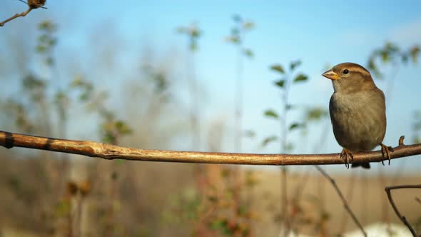 Sparrow on Branch