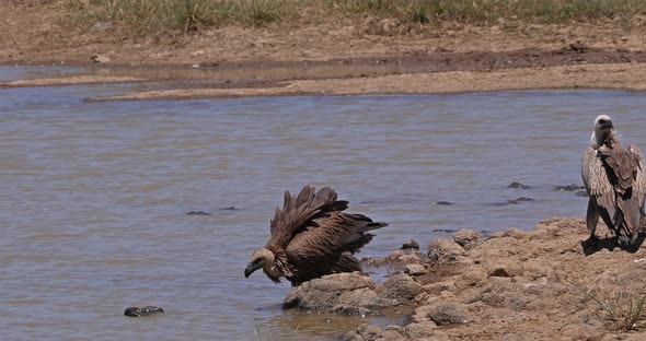 African white-backed vulture, gyps africanus, Group standing in Water, having Bath, Marabou Stork