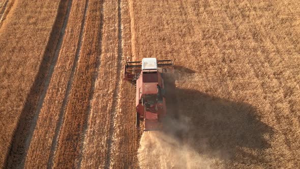 Aerial View Combine Harvester Gathers the Wheat Crop. Wheat Harvesting Shears. Combines in the Field