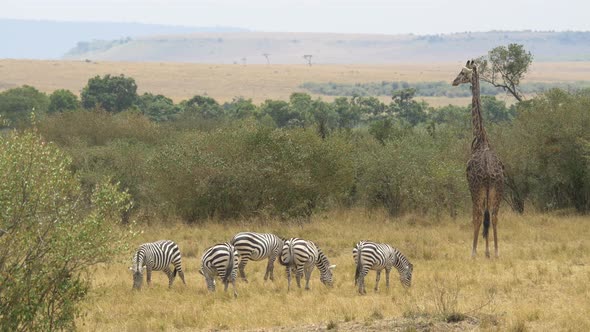 One giraffe and five zebras in Masai Mara