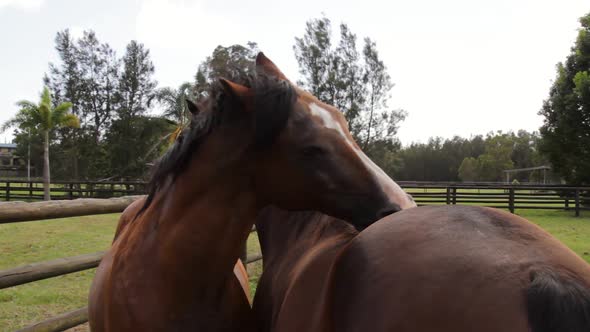 Two large brown horses scratching each others back using their teeth