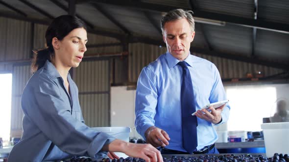 Manager instructing worker while checking a harvested olives 4k