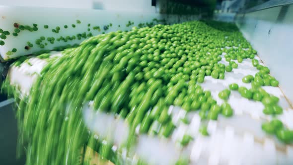 Conveyor Belt with Peas Falling From It