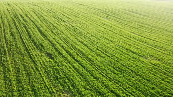 Aerial View of Green Crops