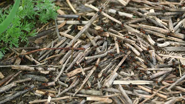 The Ants Dragged Dry Twigs and Build a Anthill. Busy of People Concept