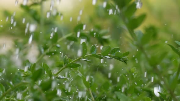 Watering Plants 40