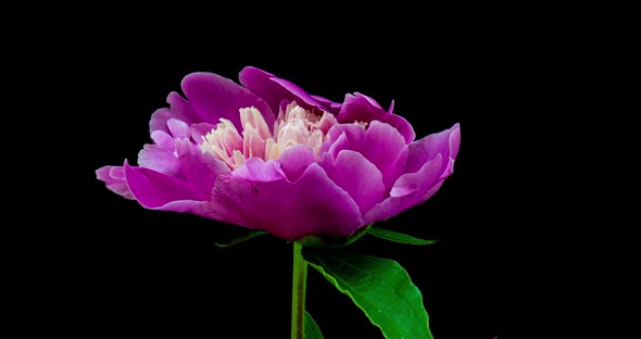 Timelapse of Pink Peony Flower Blooming on Black Background. Blooming Peony Flower Open, Time Lapse