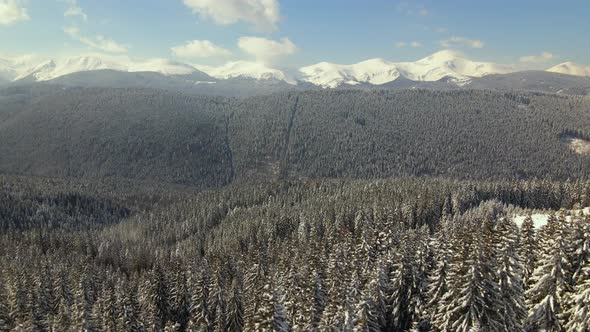 Aerial View of Winter Landscape with Mountain Hills Covered with Evergreen Pine Forest After Heavy