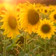 Field with Sunflower In Rays of Setting Sun - VideoHive Item for Sale