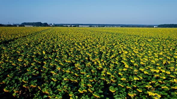 Flowering of Yellow Sunflowers in the Field