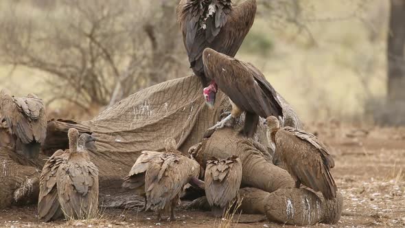 Scavenging Vultures on a Dead Elephant