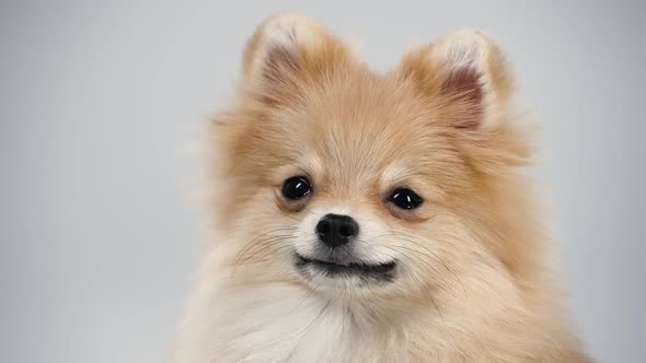 Portrait of a Dwarf Pomeranian with Expressive Beady Eyes