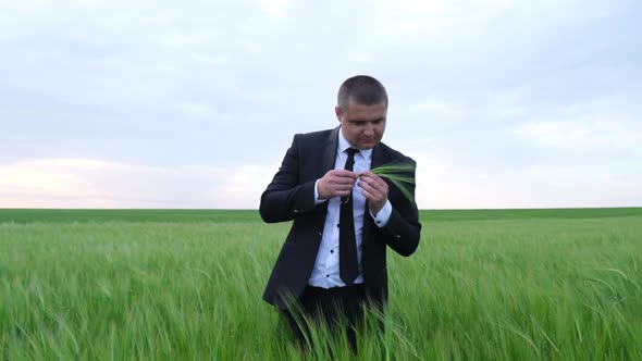 A Male Agronomist Stands in the Middle of Young Wheat and Checks the Quality of the Harvest