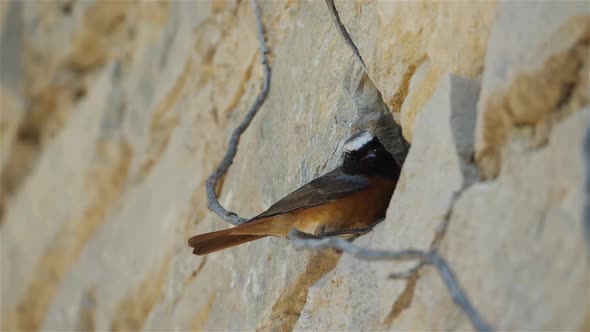 Black redstart - Phoenicurus ochruros