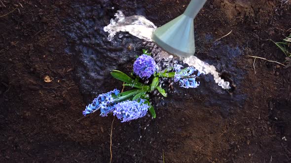 Watering with a watering can recently planted lilac flowers in a recently dug garden. The flowers la