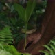 Picking Up Ginger Plant - VideoHive Item for Sale