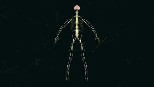 Man Nervous System V2 4k