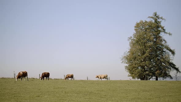 Grazing herd of cows. Beautiful scenery. Wide shot. Slow motion 50fps.