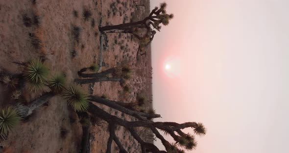 Moving forward through Joshua Trees toward pink Mojave Desert sunrise, VERTICAL