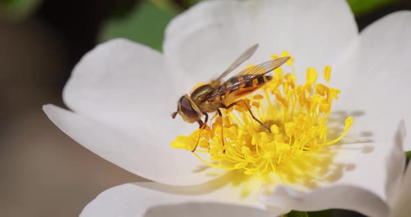 Hoverflies Flower Flies or Syrphid Flies Insect Family Syrphidae