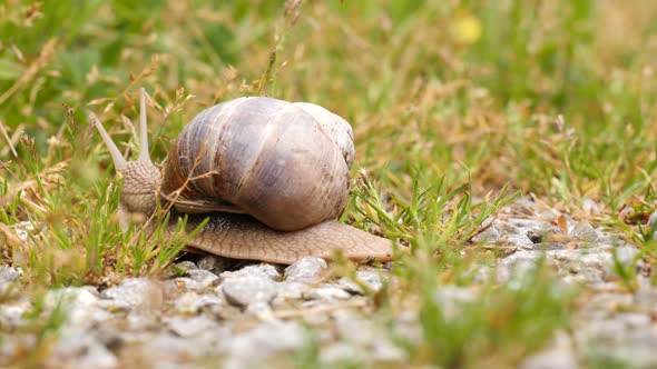 Close up of a snail crawling super fast from the right to the left side on a forest stoney and gras