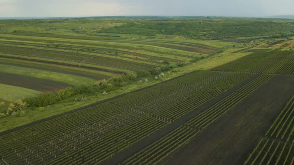 Aerial View of Agricultural Lands with Vineyards