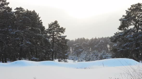 Winter Landscape with a Pine Forest in the Snow