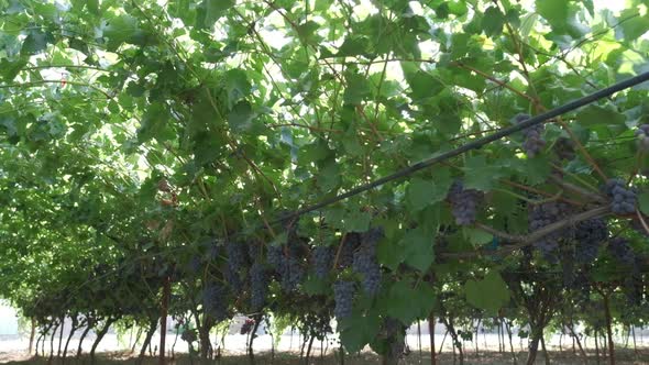 Vineyard in Sunny Summer Day