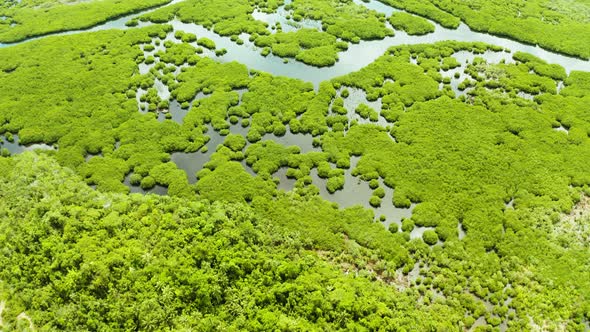 Aerial View of Mangrove Forest and River