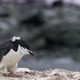 SLO MO MS Chinstrap Penguin (Pygoscelis antarcticus) feeding at Half Moon Island / Antarctica - VideoHive Item for Sale