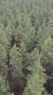 Vertical Video of the Pine Forest in the Afternoon