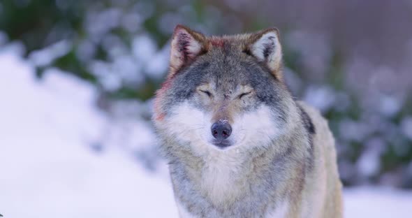 Portrait of Beautiful Wolf in Frosty Forest