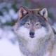 Portrait of Beautiful Wolf in Frosty Forest - VideoHive Item for Sale