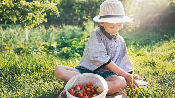 Baby Boy is Sitting on Grass Outdoors with Basket Full of Harvested Strawberries and Drinking Fresh