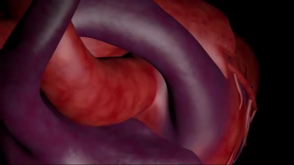 Scientifically accurate simulation of blood flow in the heart in slow motion alt