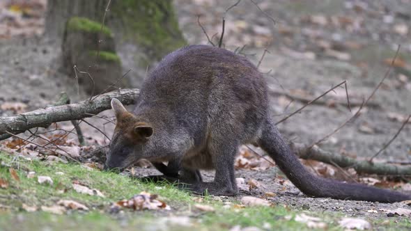 Swamp Wallaby, Wallabia bicolor. Known as the black wallaby