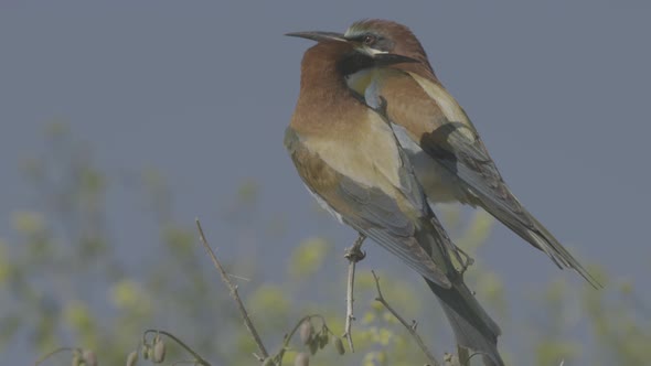 European Beeeater or Merops Apiaster