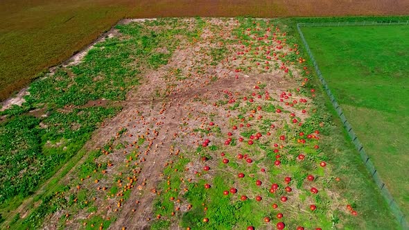 Amish Pumpkin Farm as Seen by Drone