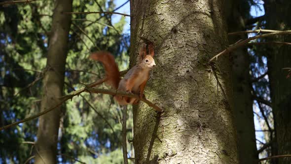 Squirrel Dancing On A Branch.