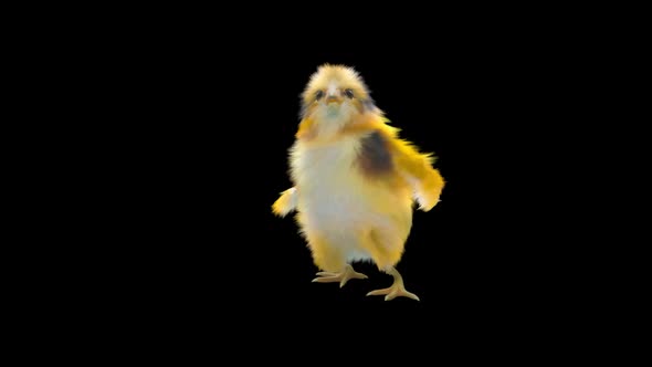 14 Baby Chicks Dancing HD