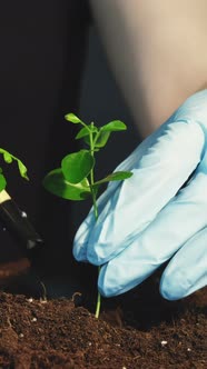 Tree Cultivation Hands Planting Seedlings Vertical