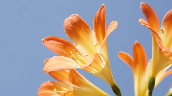 Slow motion orange  flowering  natal lily plant 1920X1080 HD footage - Close-up of Clivia miniata ag