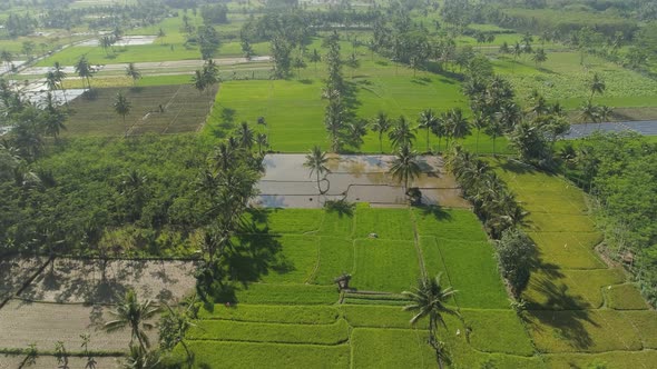 Rice Terraces and Agricultural Land in Indonesia