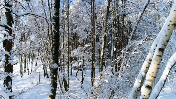 Snowy Branches in Forest