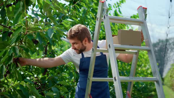 Man Farmer Harvesting Fresh Red Berry in Big Green Plantation in Sunny Day