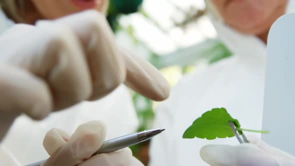 Female scientists researching leaf