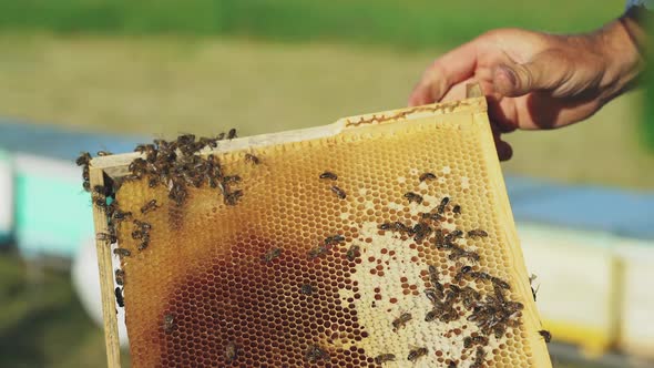 Frames of a beehive. Working bees in a hive. Bees turn nectar into honey.