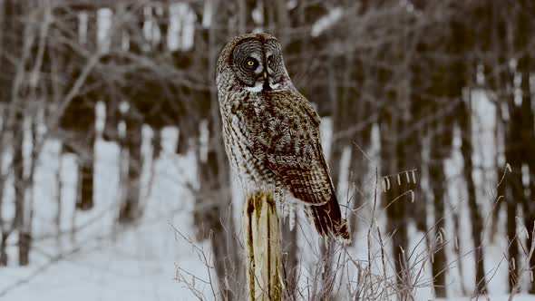 Great Grey Owl perched on post turns head with forest background