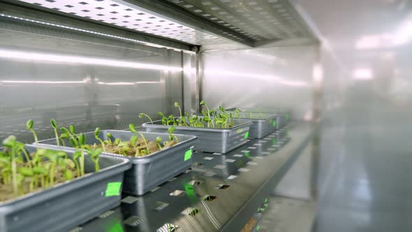 Growing of Young Green Sprouts in Soil in Small Boxes on Shelves of a Special Chamber in Modern alt